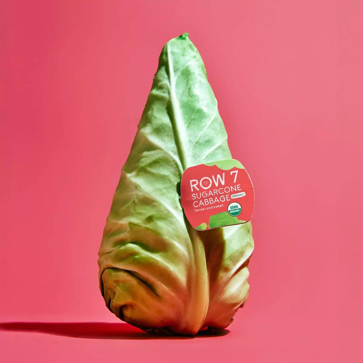 What makes Row 7's Sugarcone cabbage special? Its naturally sweet, mild flavor lacks the sulfury bite or bitterness found in traditional cabbage. The thin, delicate leaves offer a clean, juicy crunch that is more lettuce-like than fibrous, making it incredibly versatile—perfect raw in slaws and salads, roasted or grilled where it caramelizes beautifully, quickly sautéed and braised thanks to its tender consistency, or used for exceptional sauerkraut, kimchi, and stuffing.