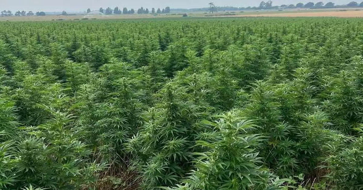 Hale Farm Selects Elevated Signals to Streamline Operations and Support Growth in Australia’s Evolving Cannabis Market