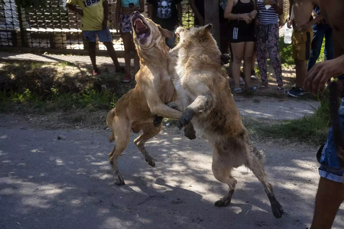 FILE PHOTO GALLERY - Dogs battle it out as a crowd gathers to watch in Los Pumitas neighborhood where an 11-year-old boy was fatally shot during a birthday party that spurred residents to wrecked the home of the suspected gunman and drug dealer, in Rosario, Argentina, March 6, 2023. (AP Photo/Rodrigo Abd)