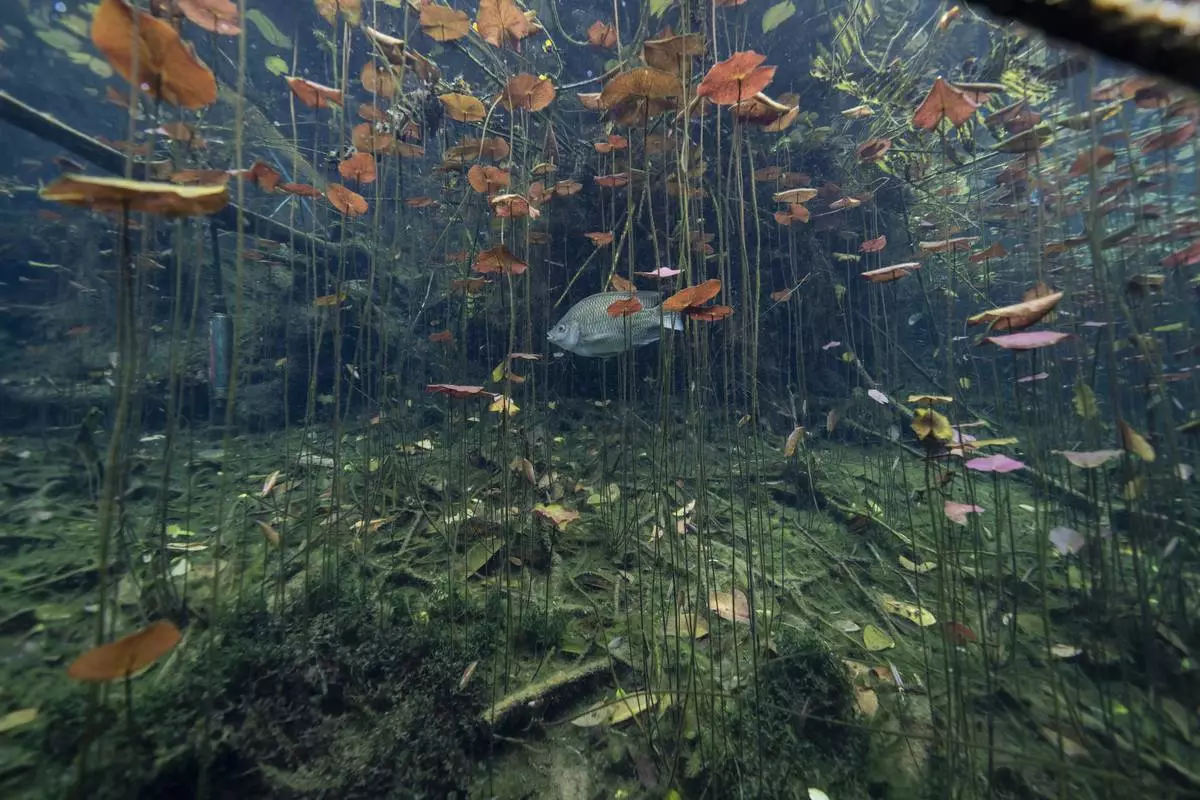 FILE PHOTO GALLERY - A fish swims past a web of aquatic plants inside a cenote in Rancho Viejo, Mexico, March 1, 2024. These glowing sinkhole lakes, known as cenotes, are a part of one of Mexico's natural wonders: A fragile system of thousands of subterranean caverns, rivers, and lakes that wind beneath Mexico's southern Yucatan peninsula. (AP Photo/Rodrigo Abd)