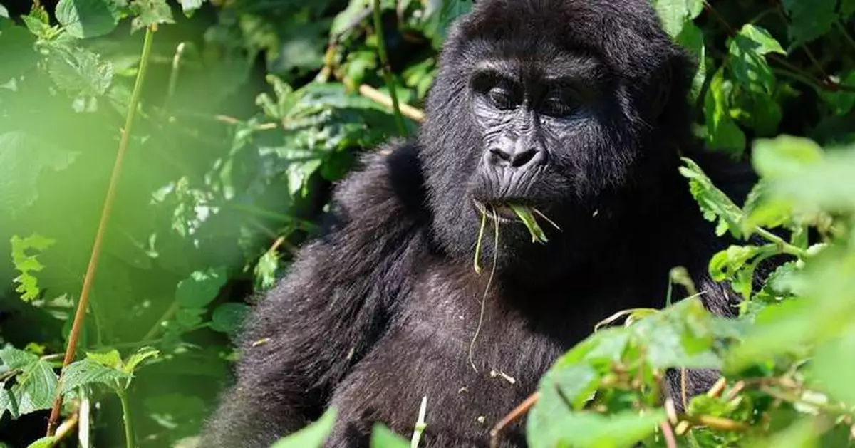 What to know about endangered gorillas and tourist tours tracking them