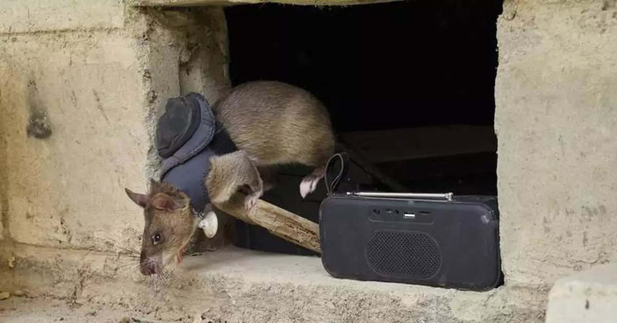 Land mines and tuberculosis are no match for Tanzanian ‘hero rats’ sniffing out danger and disease