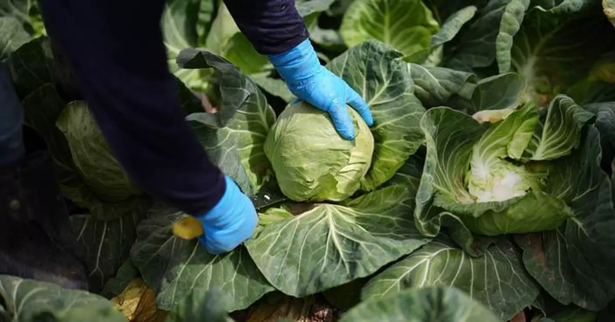 A recipe for avoiding 15 million deaths a year and climate disaster is fixing food, scientists say