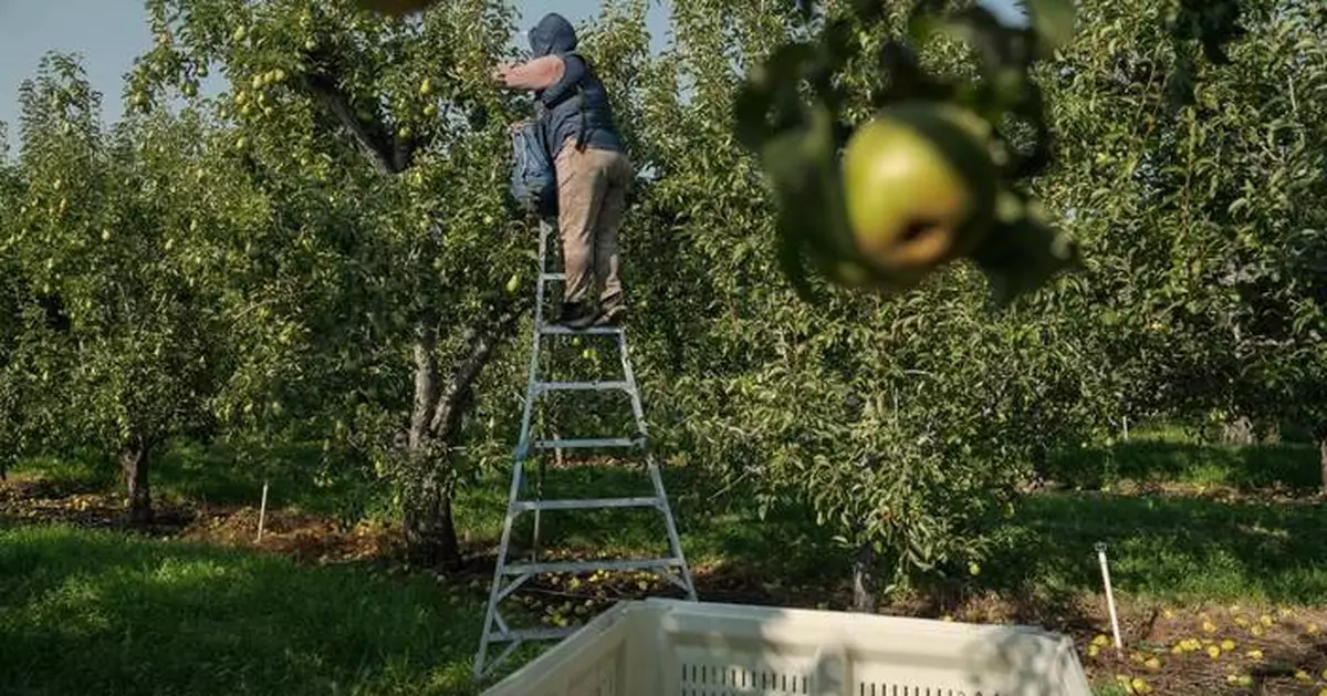 As heat gets more extreme, pregnant farmworkers are increasingly at risk