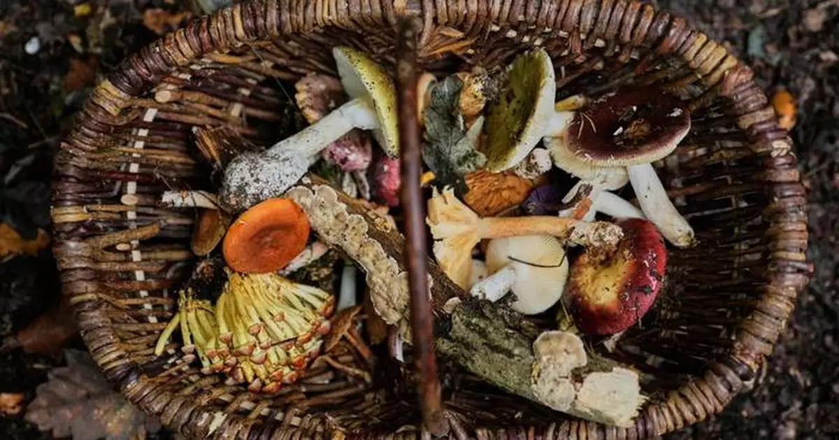 An old tradition finds new life as Germans flock to forests to collect mushrooms