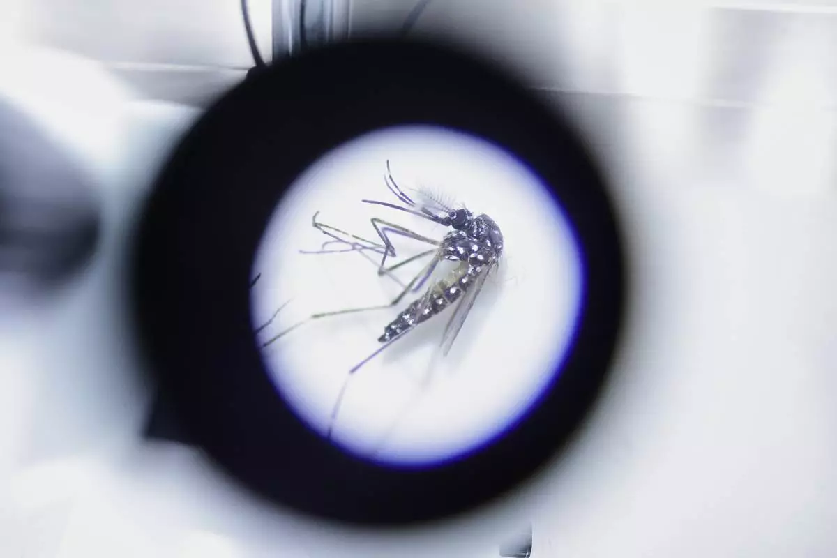 An Aedes aegypti mosquito carrying Wolbachia, a dengue-blocking bacteria, is seen through a microscope at the Oxitec facility during a press tour, in Campinas, Sao Paulo state, Wednesday, Oct. 1, 2025. (AP Photo/Ettore Chiereguini)