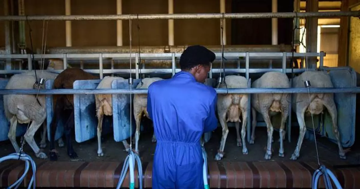 African migrants learn shepherding in Spain, in photos