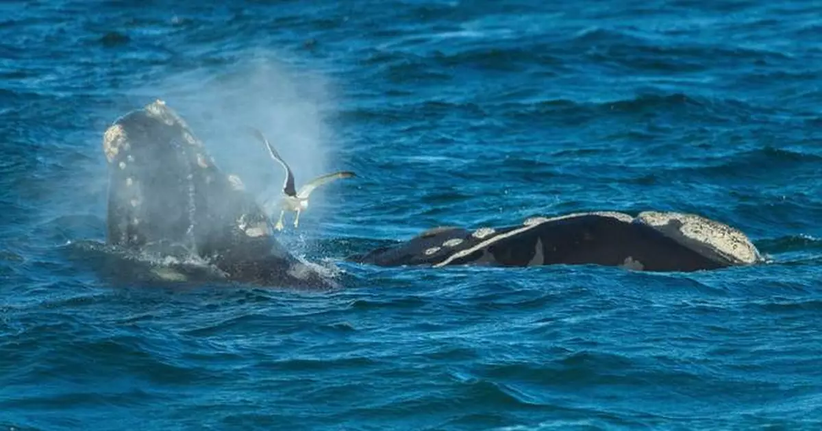 Southern right whales awe admirers in Patagonia after coming back from brink of extinction