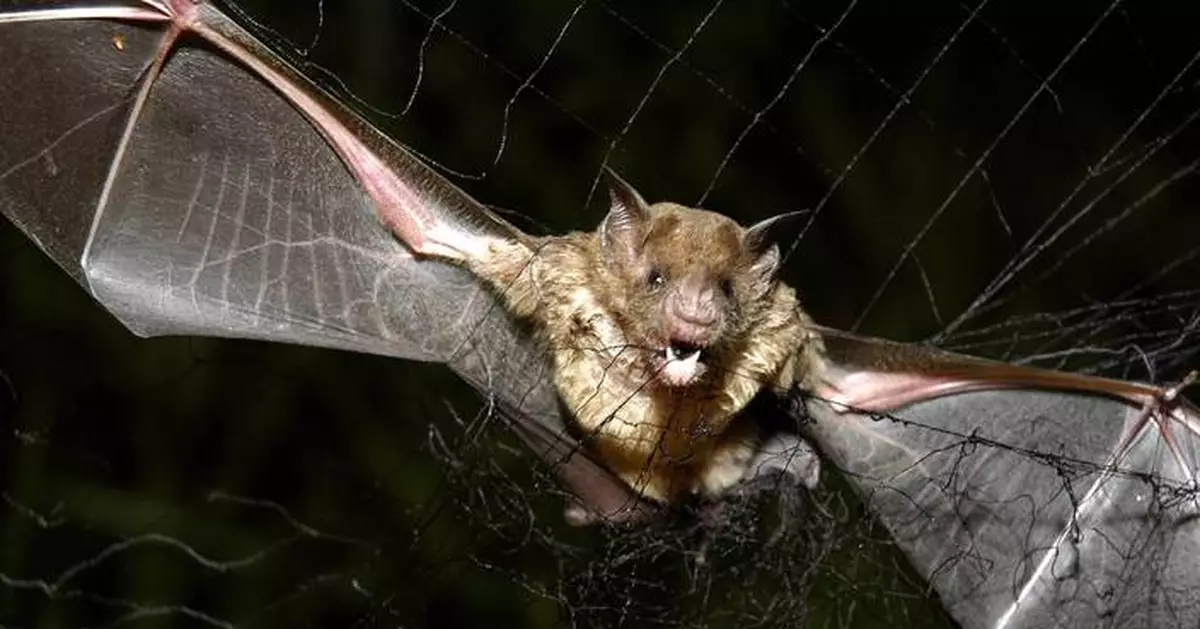 How tiny drones inspired by bats could save lives in dark and stormy conditions