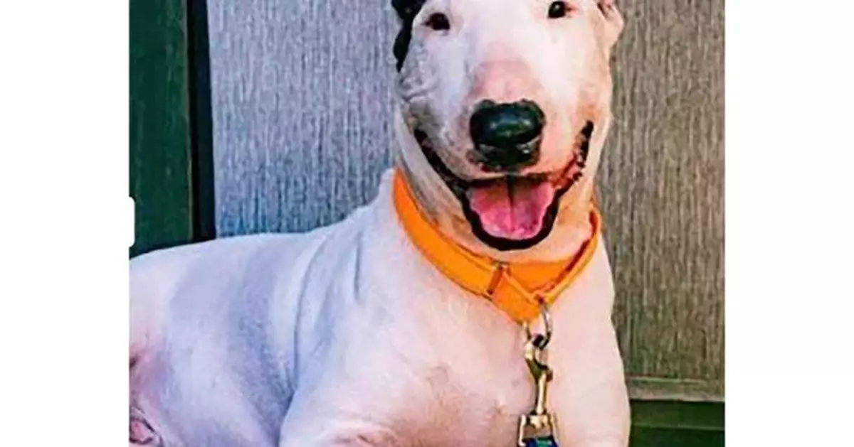 Criminal charges dropped against Florida man who abandoned dog before Hurricane Milton's landfall