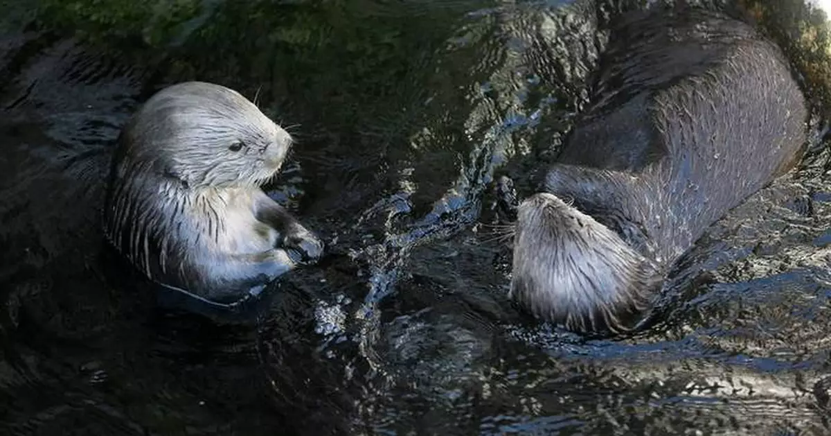 A T-shirt worn by Taylor Swift sparks a $2M windfall for sea otters