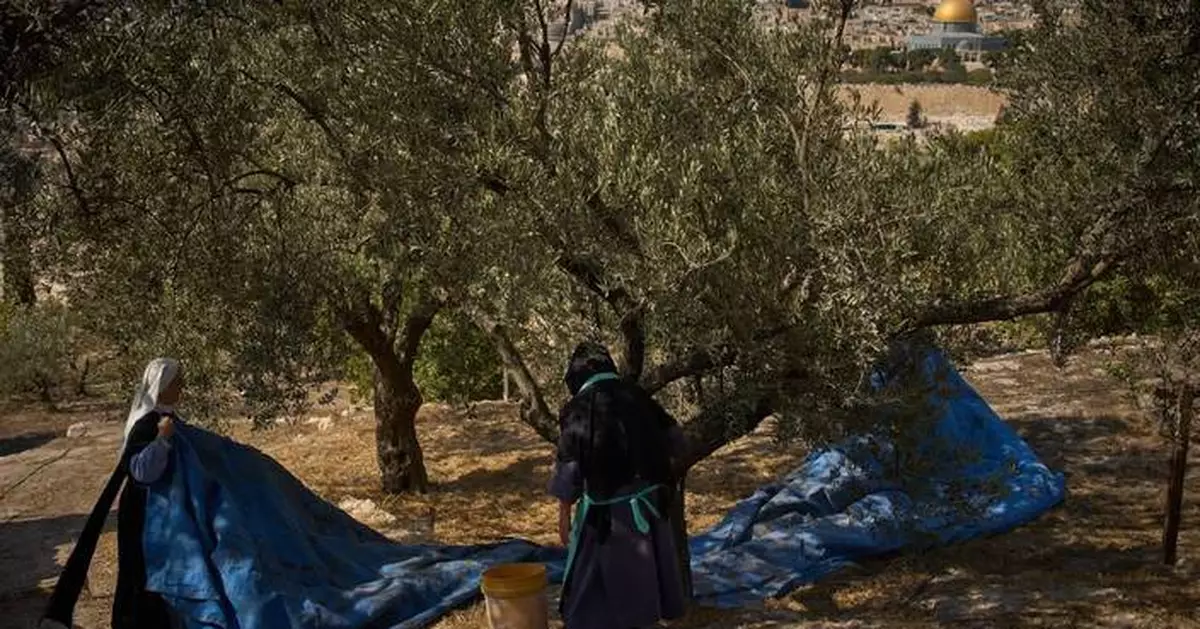 On Mount of Olives where Jesus prayed, monks and nuns keep harvesting olives