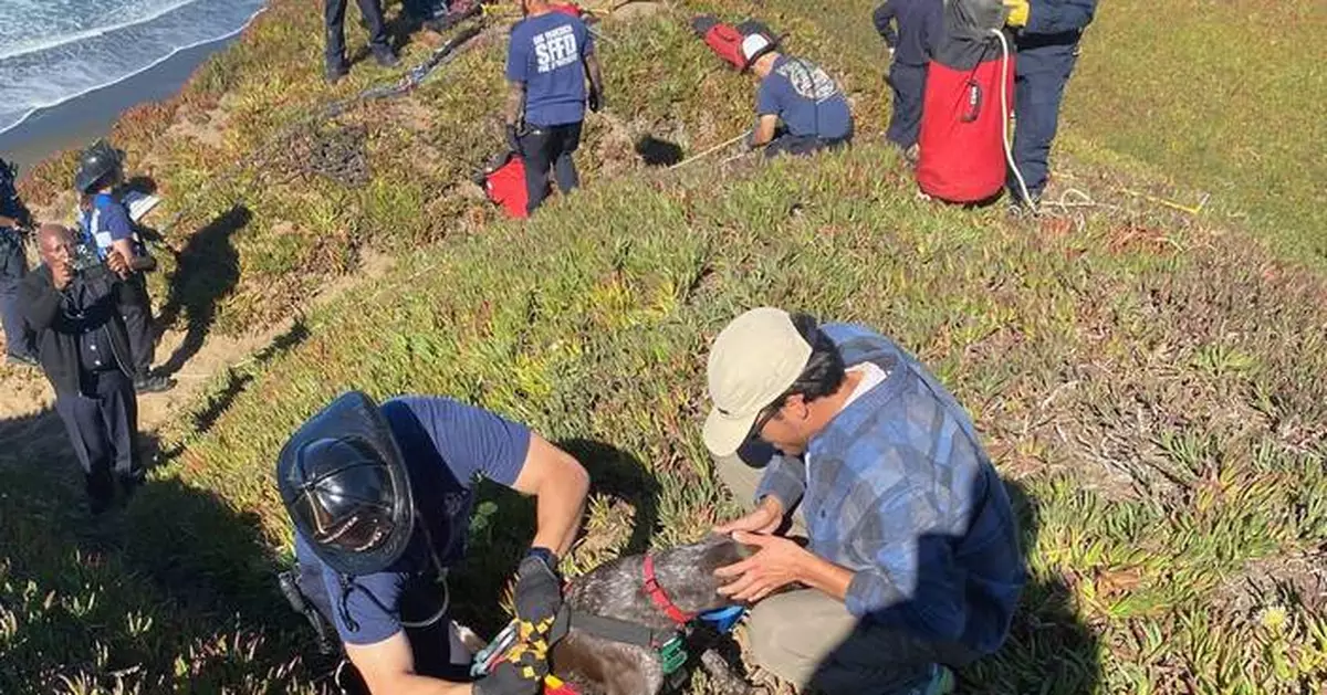 A San Francisco dog wags its tail and kisses rescuers after it's plucked from the side of a cliff