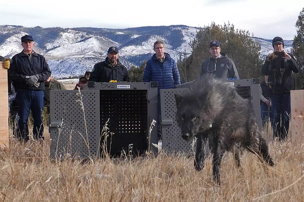 FILE - In this photo provided by Colorado Parks and Wildlife, wildlife officials release five gray wolves onto public land in Grand County, Colo., Monday, Dec. 18, 2023. (Colorado Natural Resources via AP, File)