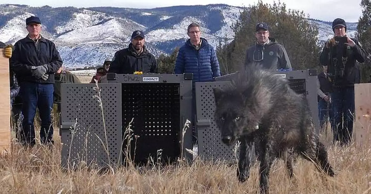 Trump administration tells Colorado wolves must come from U.S. Rockies states, not Canada