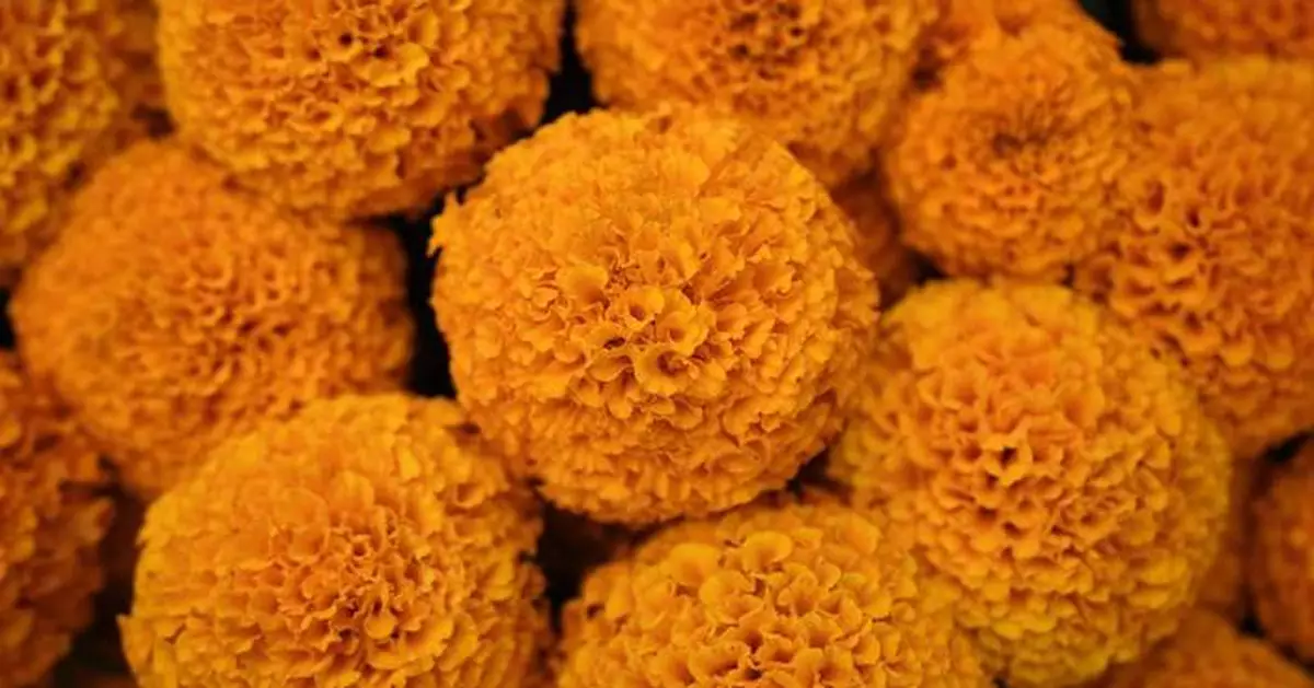This orange flower cloaks Mexico during Day of the Dead. Climate change is putting it at risk