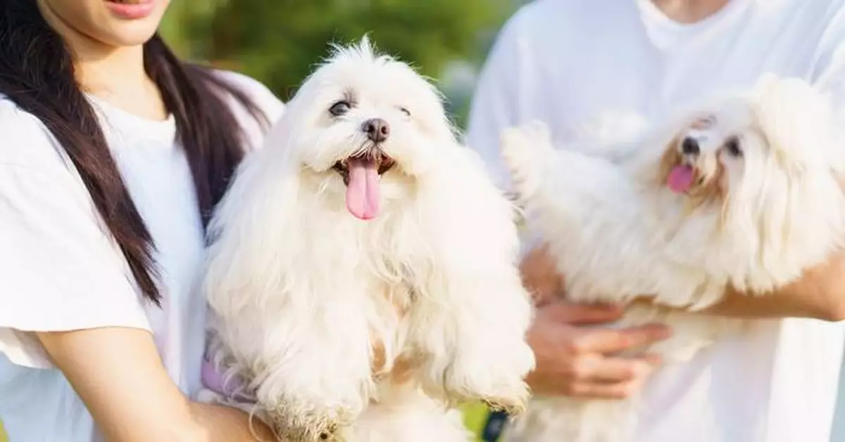 Ombudsman Launches Investigation into AFCD's Dog Licence Application Procedures in Hong Kong