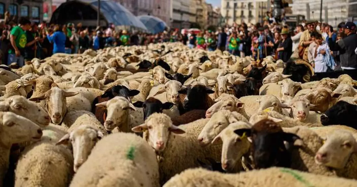 Shepherds steer their flocks during a Madrid festival, in photos