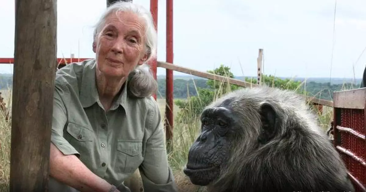 HITN Pays Tribute to Dr. Jane Goodall with Special Broadcast of Rescued Chimpanzees of the Congo with Jane Goodall