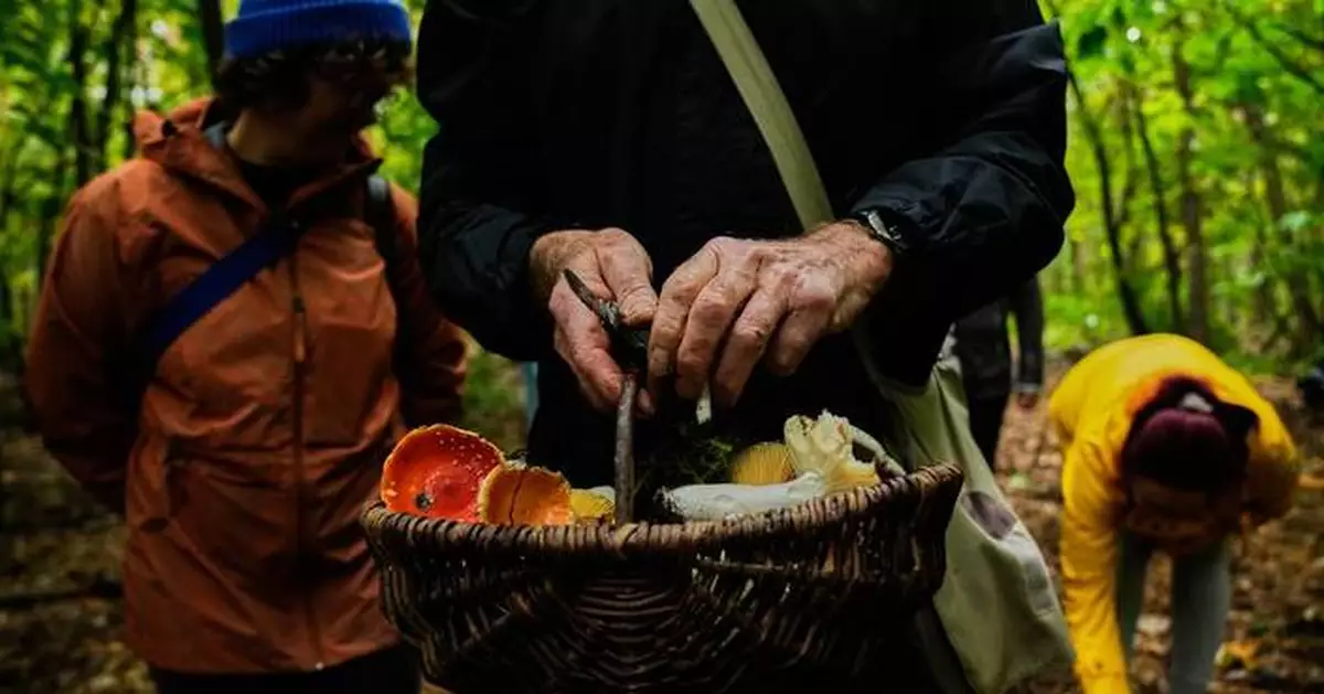 Mushroom hunting in Germany sees a revival thanks to veganism and medicinal fungi, in photos