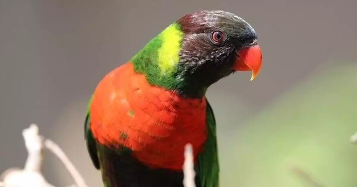 Kedis Mewali to Bali: The Homecoming of the Red-breasted Parakeet Revives Hope for Bali's Natural Restoration