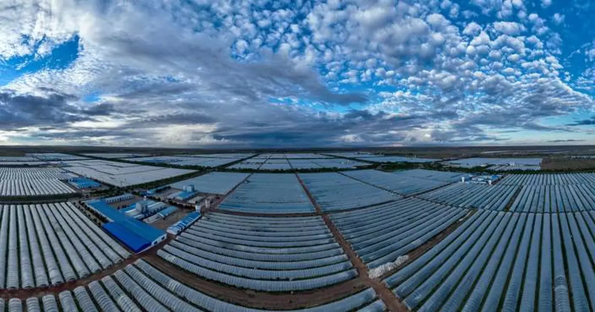 Chinese Spirulina Industry Expands Global Reach, Promoting Health and Nutrition Benefits