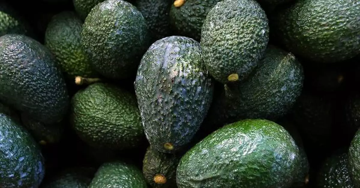Want to grow an avocado tree from seed? Here's how