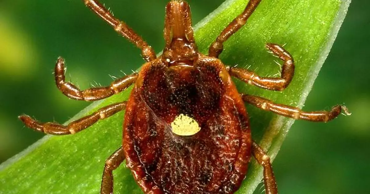 Scientists document a death from a meat allergy tied to certain ticks