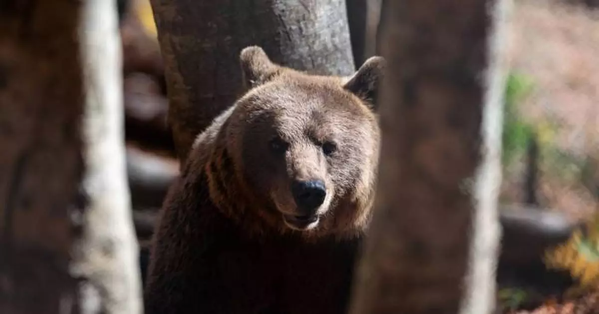 Rural Greece struggles to cope with predator comeback