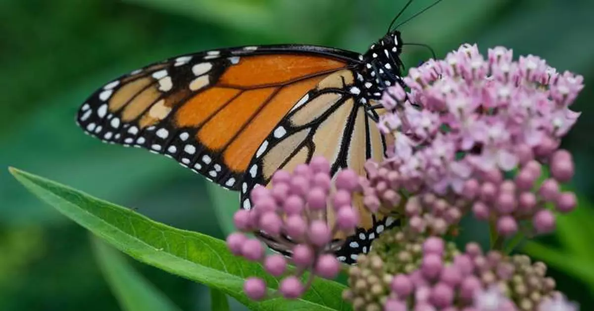 Trump administration seeks to roll back protections for imperiled species and their habitat