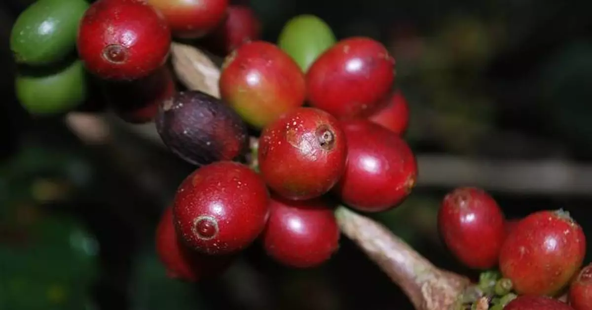 Kirin: Development of a Fermented Ingredient Derived from Coffee Cherries to Enhance Body and Aroma Contributing to the Sustainability of Coffee Farms, Reduction of Environmental Impact, and Addressing Alcohol-related Social Issues