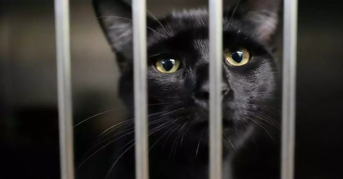 Families on SNAP worry about not just feeding themselves but also their pets