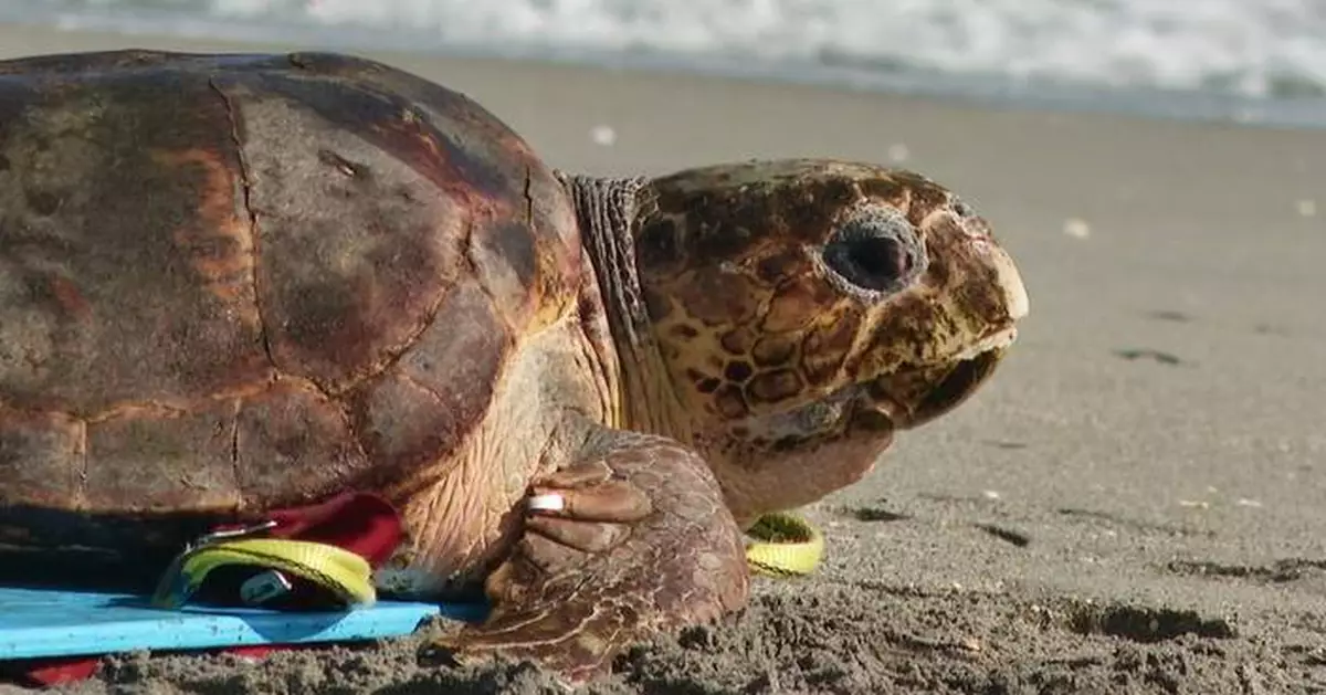 Endangered loggerhead sea turtle released to Atlantic Ocean from Florida beach