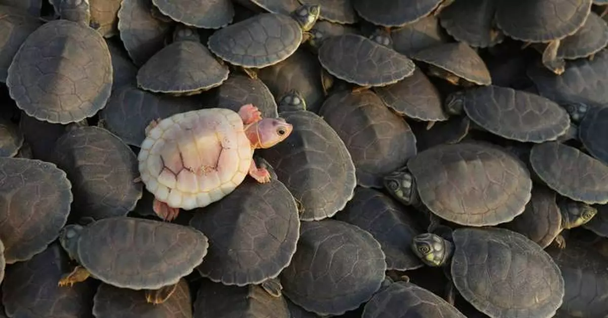 Photos show release of giant Amazon river turtle hatchlings in key Brazilian reserve