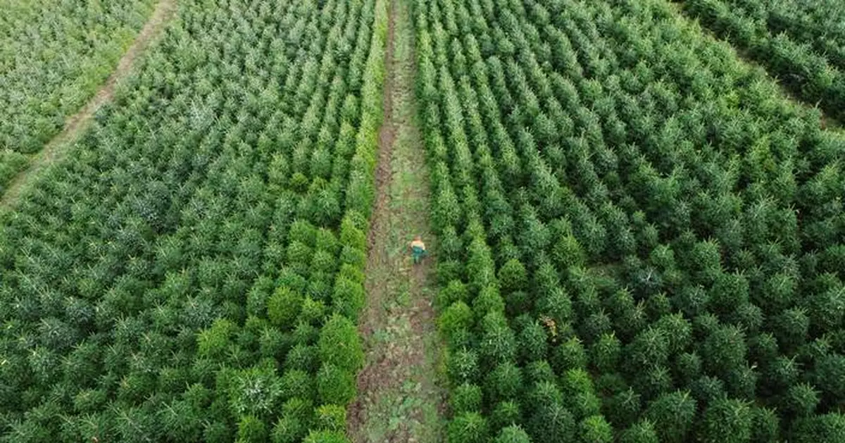 Christmas harvest begins in Germany, where some say decorating trees began