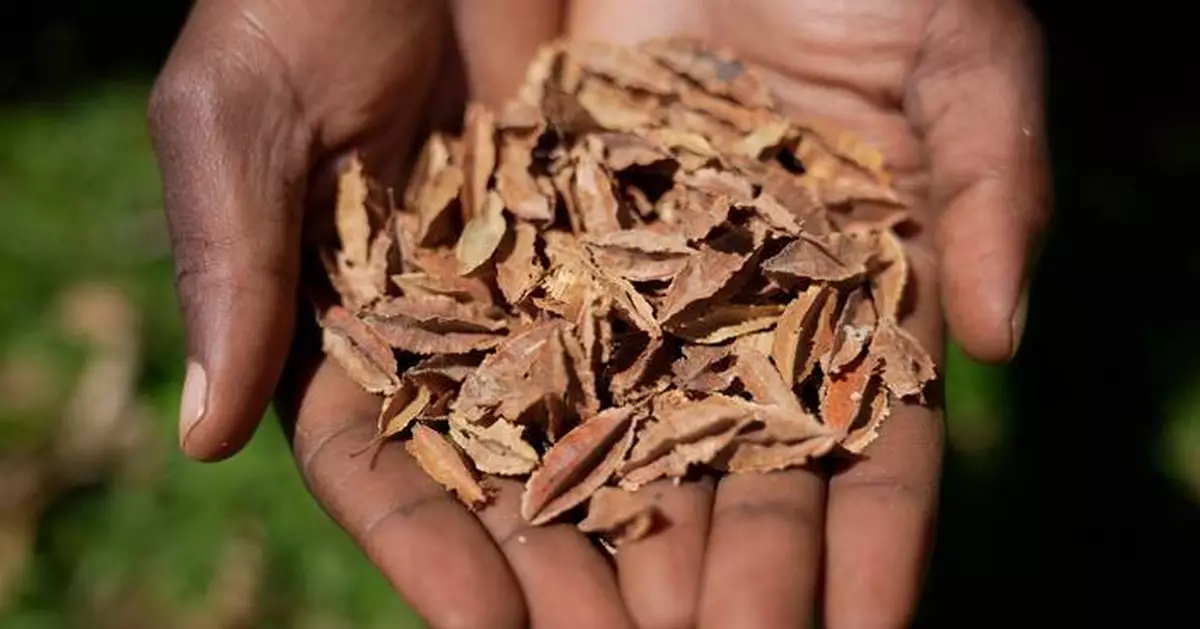 Kenyan court declares law banning seed sharing unconstitutional