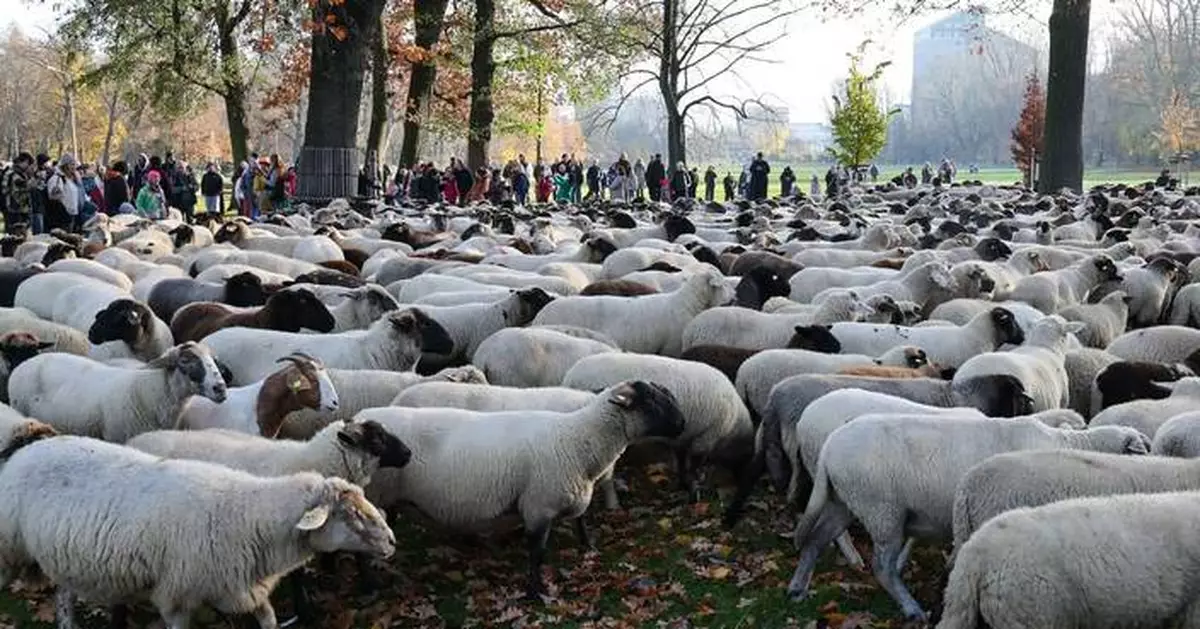 Make way for the flock! Hundreds of sheep head through German city to their winter pastures