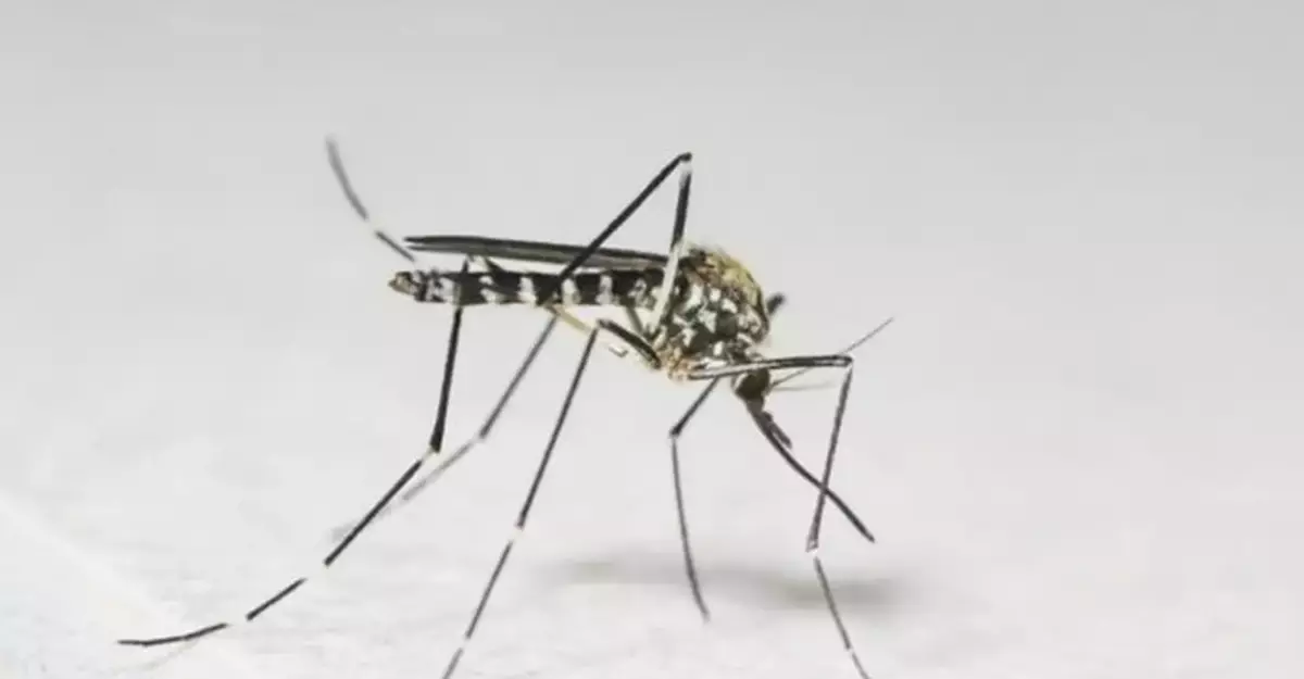 November Gravidtrap Indexes Show Low Aedes albopictus Levels Across Hong Kong, Public Urged to Maintain Mosquito Control Efforts