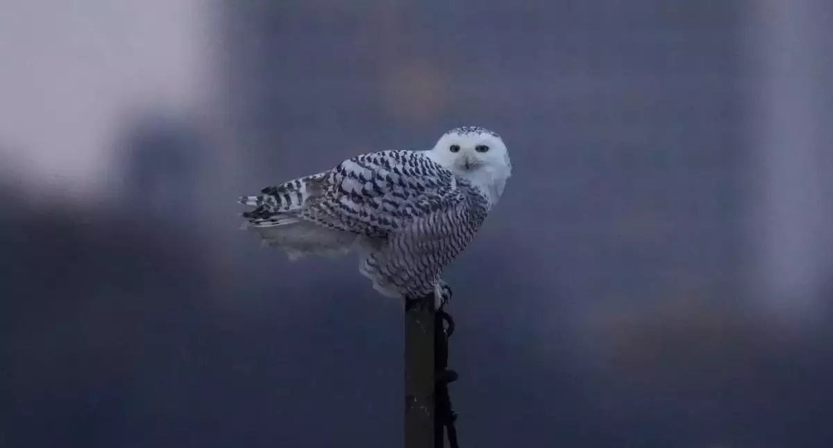 A pair of snowy owls spotted along Lake Michigan beach draws crowds in Chicago