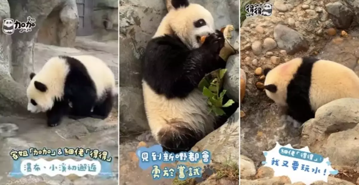 The Giant Panda Siblings Are Off on Their Very First Waterfall and Stream Adventure!
