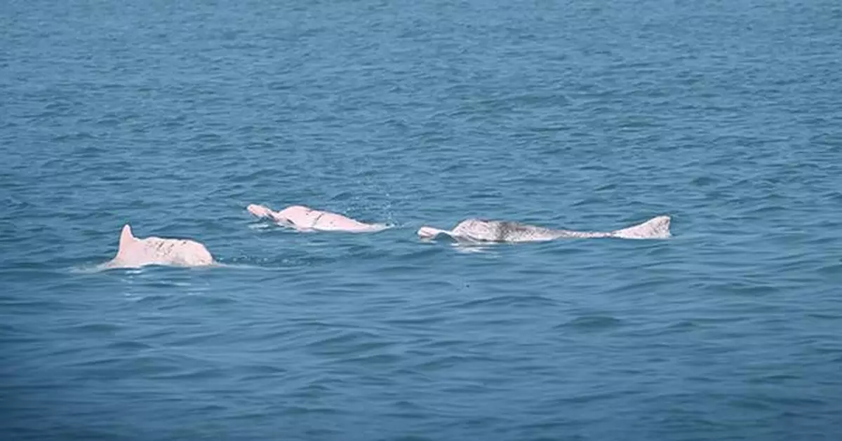 AI Solution Shows Early Success in Protecting Chinese White Dolphins