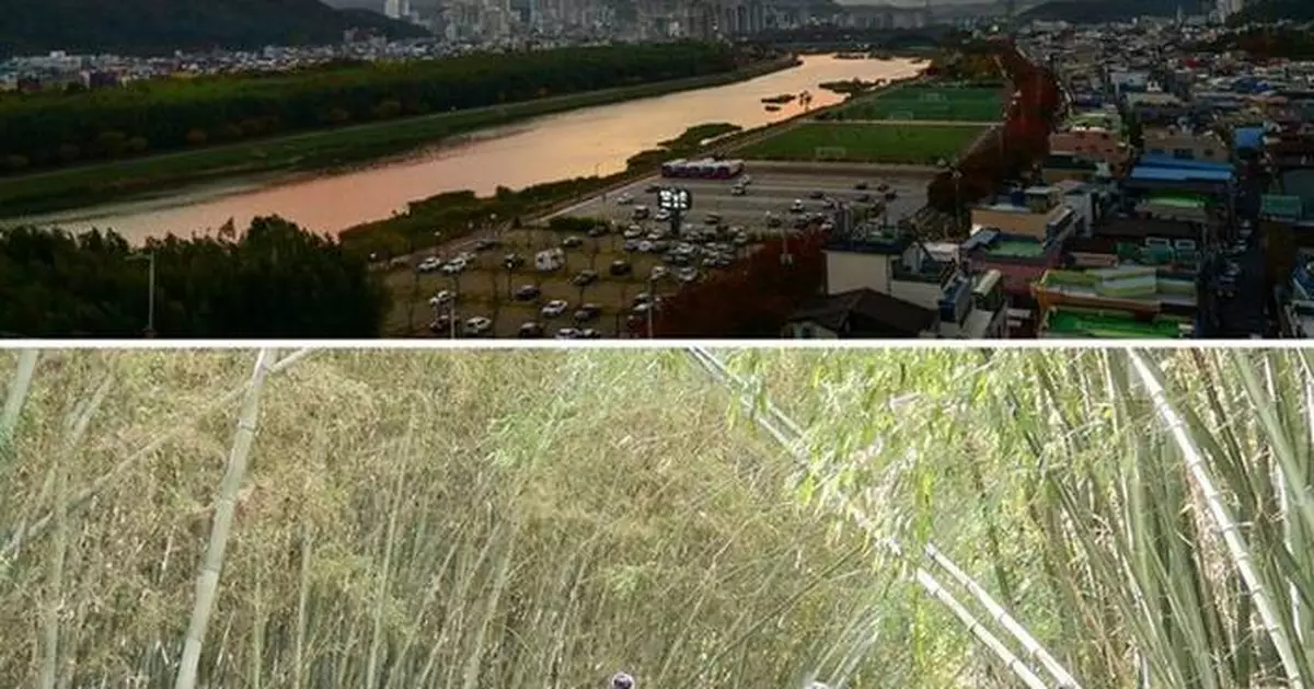 A Winter Spectacle of Rooks in the Sky: Samho Migratory Bird Park in Ulsan's Nam-gu