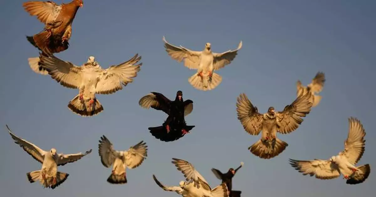 The top photos of the day by AP's photojournalists