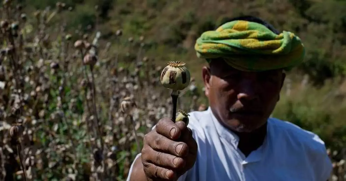 Myanmar opium cultivation hit highest level in a decade, UN report says