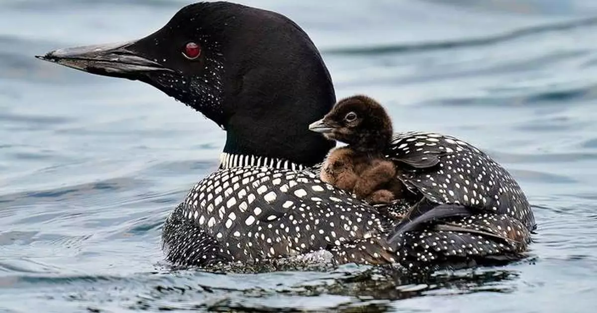More loons are filling Maine's lakes with their ghostlike calls