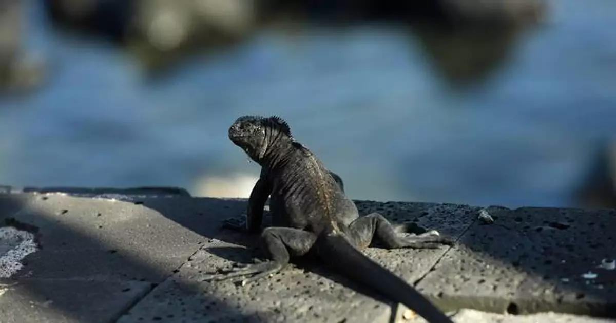 The growing exotic pet trade drives illegal sales online and a push for tighter rules