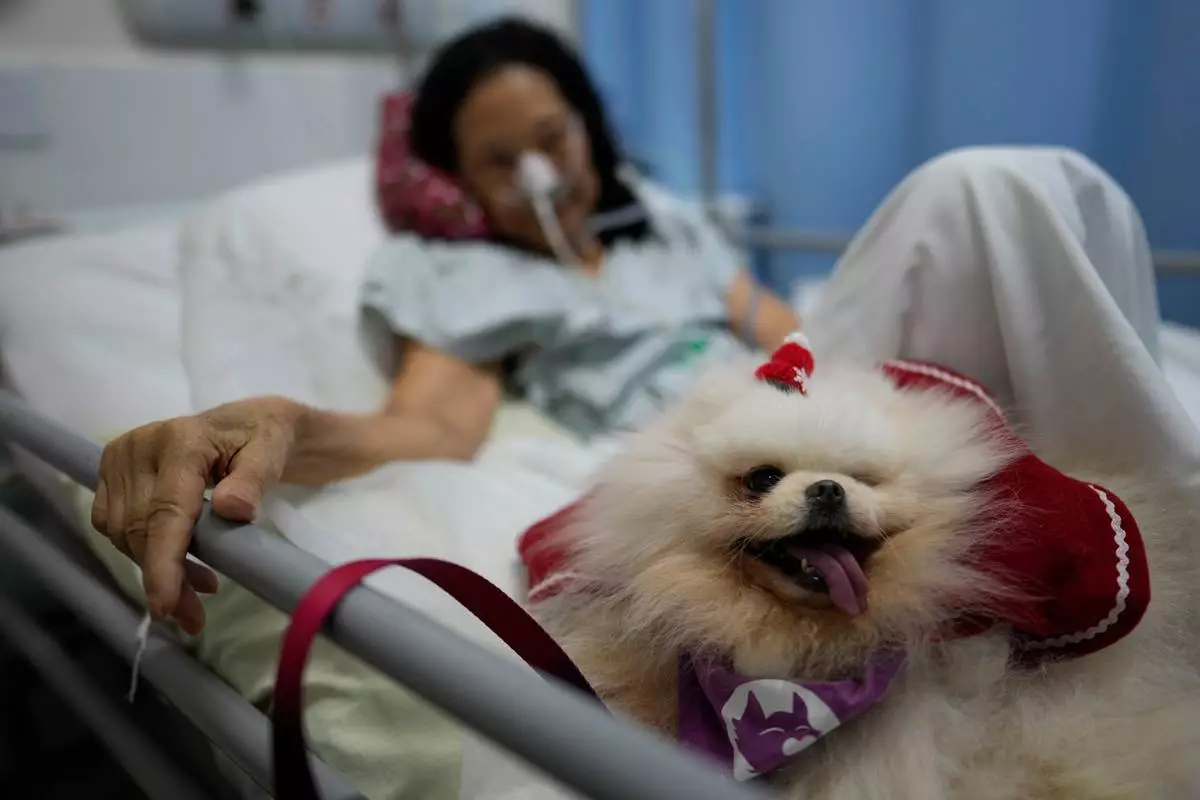 A patient at the Brasilia Day Hospital looks a therapist's dog during a Christmas session in Brazil, Tuesday, Dec. 23, 2025. (AP Photo/Eraldo Peres)
