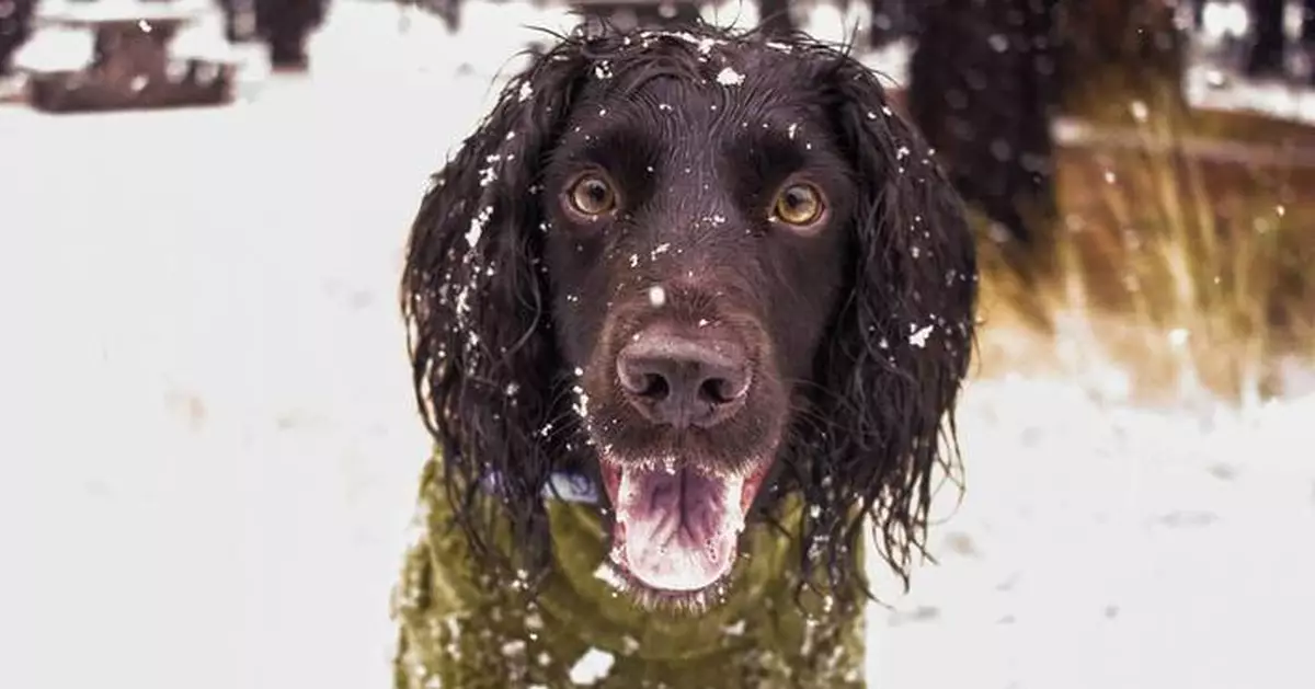 Don't forget pets when preparing for winter's cold. Here's what experts recommend