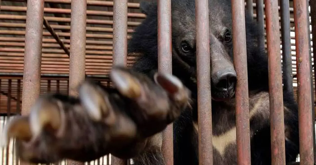South Korea will end breeding of bears and extraction of their bile