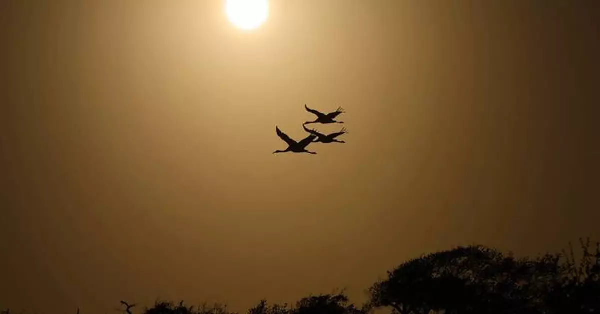 Along the Texas Coast, a new sanctuary aims to protect the endangered and rare whooping crane